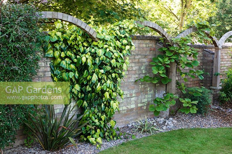'London arches' created to divide up flat wall and add interest. Clematis, Hedera colchica 'Sulphur Heart' and Actinidia deliciosa - kiwi fruit