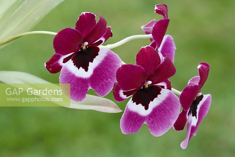 Miltoniopsis hybrid - pansy orchid, variously known as M. Saint Hellier 'Purple Eyes', M. Saint Helier 'Red Gem' or M. 'Boris Jochelson'