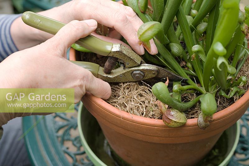 Pruning out old pitchers from Darlingtonia californica AGM - cobra or dragon's head lily, an insectivorous pitcher plant