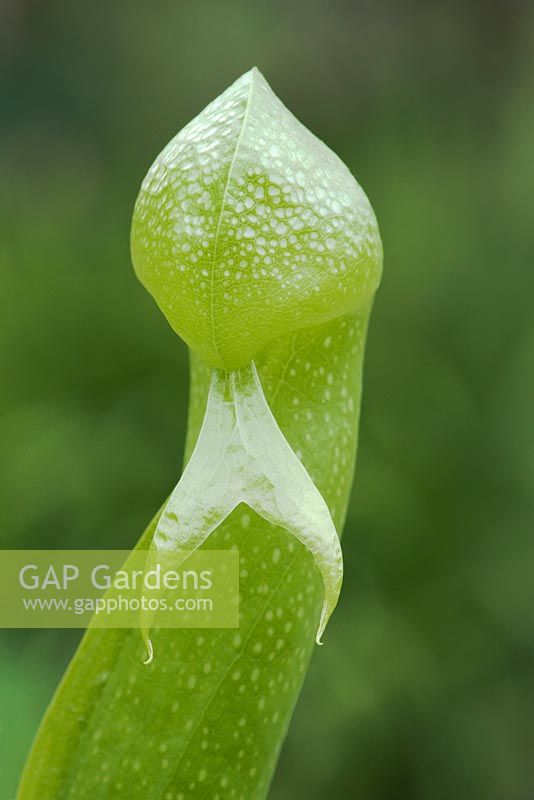 Darlingtonia californica AGM, cobra or dragon's head lily an insectivorous pitcher plant. Detail of pitcher