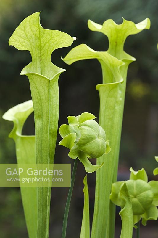 Sarracenia oreophila, green pitcher plant. Young pitchers 
