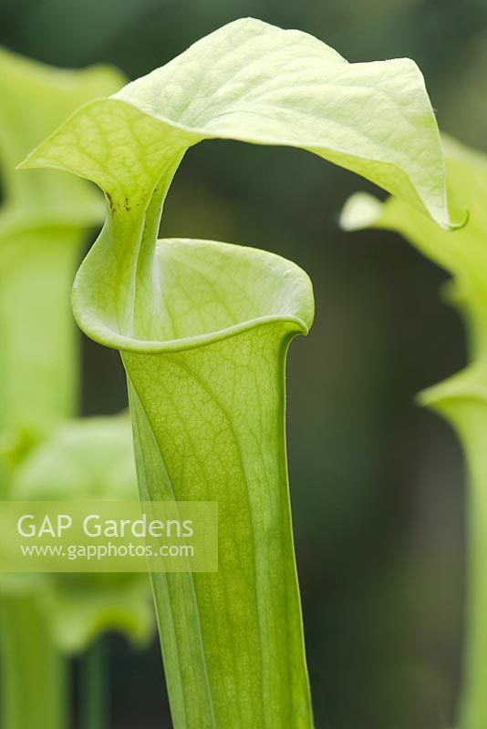 Sarracenia oreophila, green pitcher plant. Young pitcher