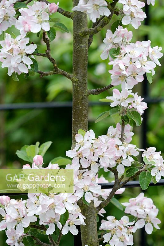 Malus domestica 'Laxton's Epicure' - apple blossom