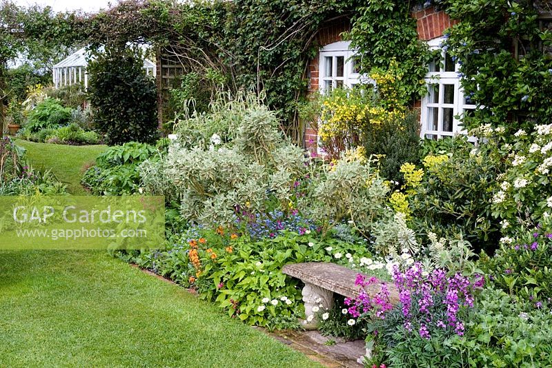 Stone bench with border in front of cottage, kitchen garden with greenhouse in background. Erysimum 'Bowles' Mauve, Erysimum 'Apricot Delight', marguerite, Choisya ternata, Genista - broom,  Euphorbia mellifera