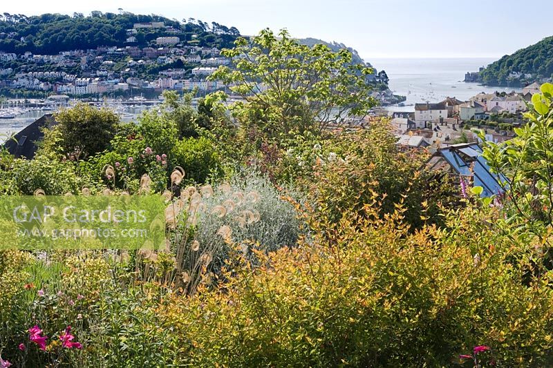 Looking out over lower part of garden to Kingswear and Dartmouth harbour entrance. Planting includes Seedheads of Cortaderia fulvida, Weigela and Teucrium fruticans.