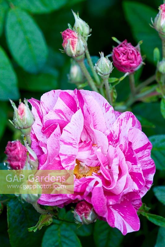 Rosa gallica 'Versicolor' - syn. R. versicolor, Rosa mundi