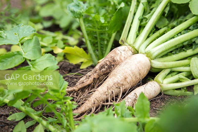 Harvested Radish 'Mooli Mino Early' laying in the vegetable bed