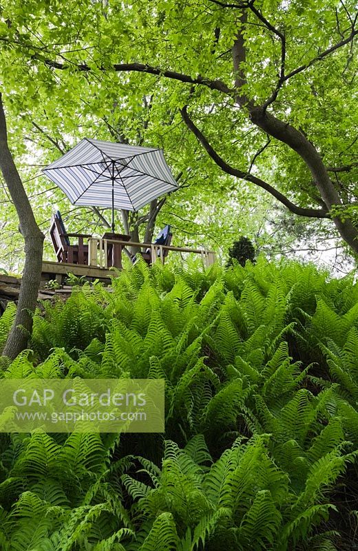 View of a 2 seater swing with a parasol through a forest of ferns and deciduous trees in a landscaped backyard garden in spring, Quebec, Canada. 