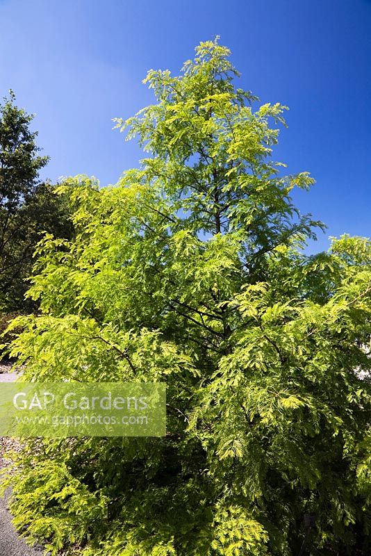 Metasequoia glyptostroboides 'Spring Cream' - Dawn Redwood tree in summer
