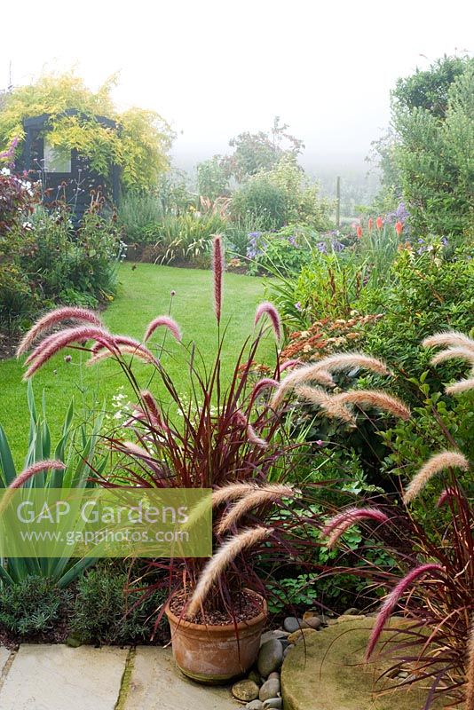 Looking down garden in mist. Pennisetum setaceum 'Rubrum' in pots, Jasminum officinale 'Frojas' - 'Fiona Sunrise' on arbour