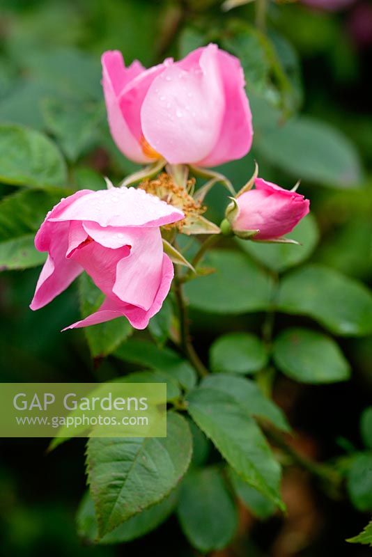 Rosa 'Complicata - Gallica rose AGM