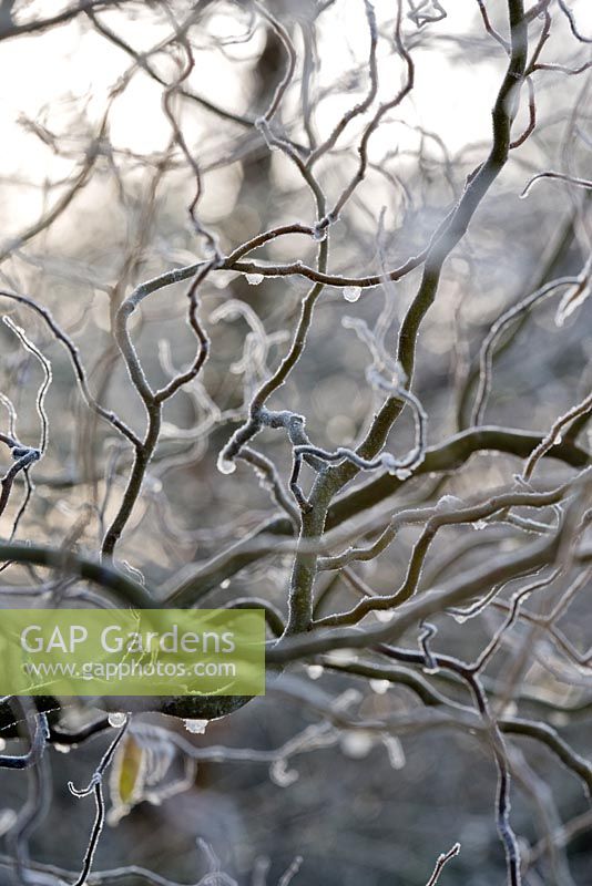Salix babylonica var. pekinensis 'Tortuosa', corkscrew willow, in frost with frozen raindrops