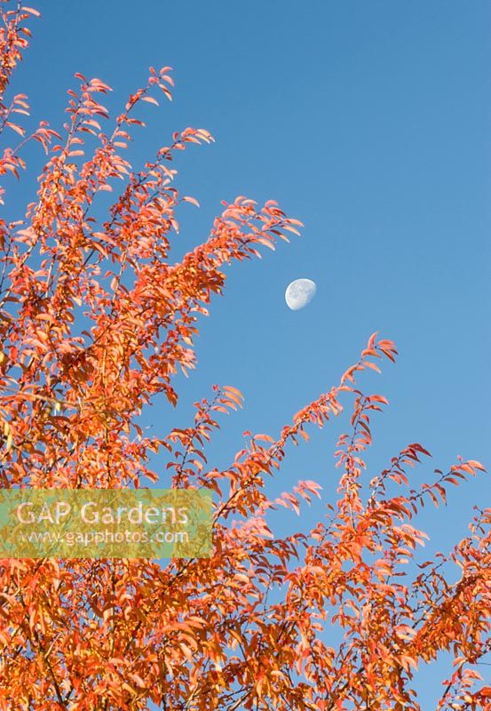 Prunus 'Pandora' AGM, autumn - fall foliage against blue sky