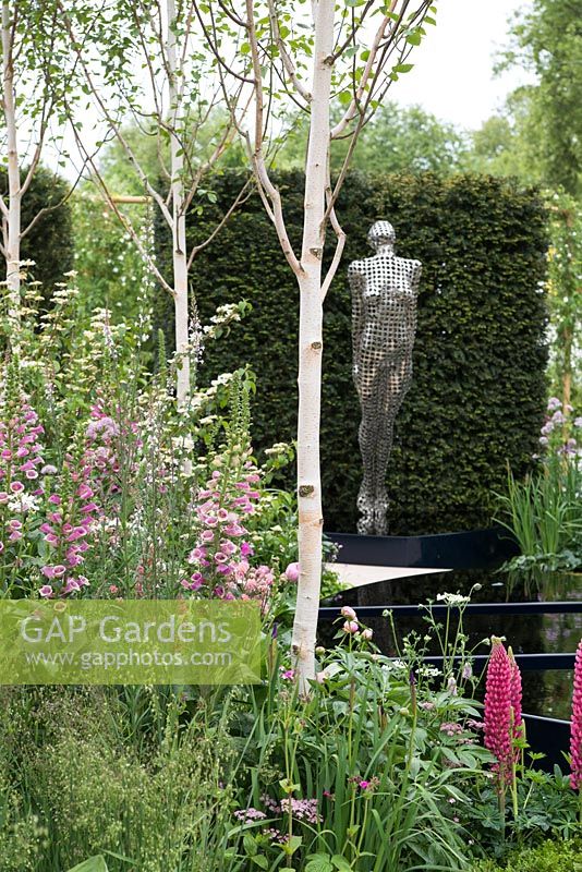 Heather Edwards - Betula underplanted with Digitalis - The Breakthrough Breast Cancer Garden, RHS Chelsea Flower Show 2015 