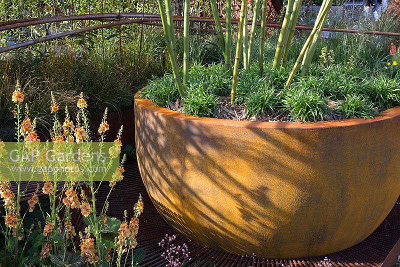Dark Matter Garden - bamboo in large rusted steel container and Verbascum 
