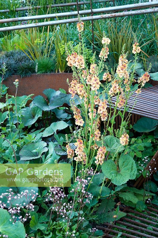 Verbascum 'Clementine' and Saxifraga x urbium growing up through a steel grill. RHS Chelsea Flower Show, 2015