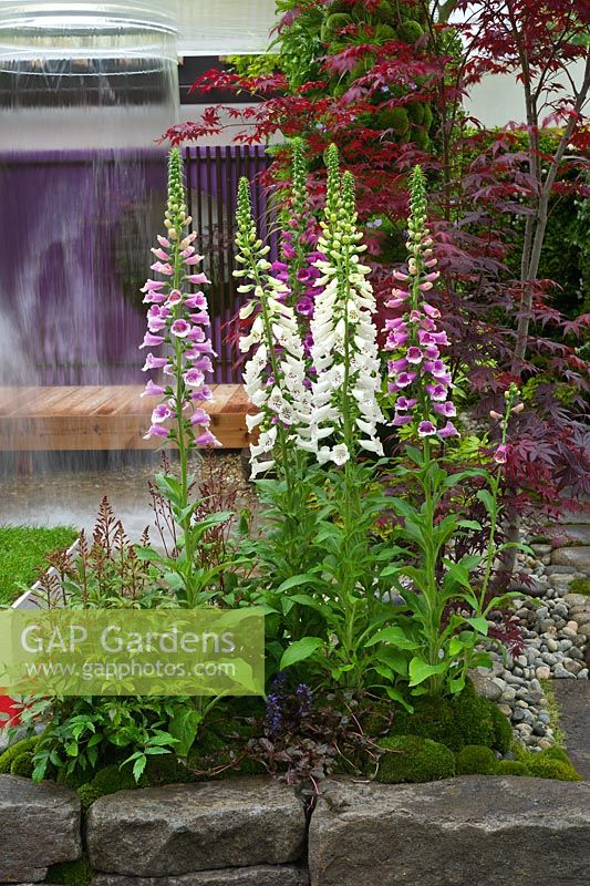 Digitalis - Foxgloves in contemporary garden with water feature. Home - Personal Universe Garden by T's Garden Square. RHS Chelsea Flower Show, 2015