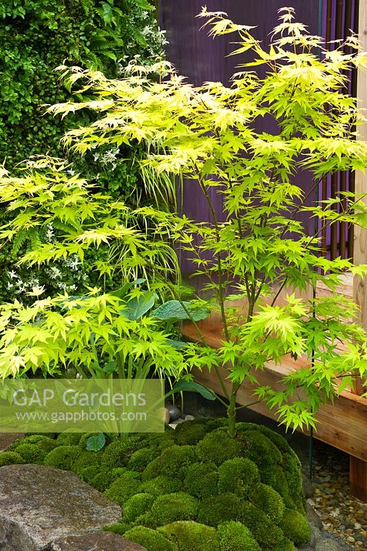 Acer trees and pincushion moss mounds. Home - Personal Universe Garden by T's Garden Square. RHS Chelsea Flower Show, 2015