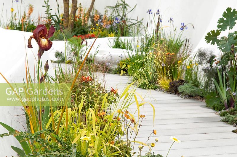 The Pure Land Foundation Garden a garden with flowing white walls surrounded by Iris germanica 'Kent Pride', Digitalis 'Illumination Apricot, Geum 'Lady Stratheden' Asphodeline lutea, and Briza media 'Limouzi'. RHS Chelsea Flower Show, 2015
