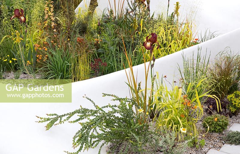 Pure Land Foundation garden, RHS Chelsea Flower Show 2015 - Jesmonite white waved walls, gravel border with mixed  planting with Iris 'Kent Pride', Milium effusum 'Aureum'
