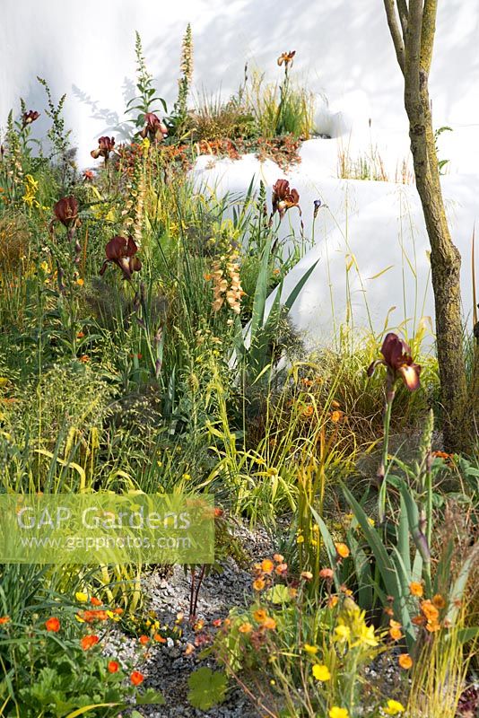 Iris 'Kent Pride' with Asphodeline lutea, Digitalis 'Illumination Apricot' and Deschampsia flexuosa 'Tatra Gold' - The Pure Land Foundation Garden, RHS Chelsea Flower Show 2015