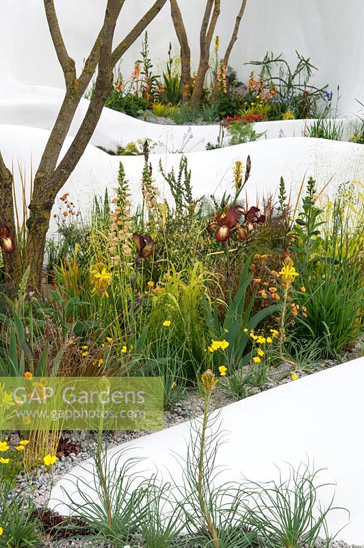 The Pure Land Foundation Garden a garden with flowing white walls surrounded by Iris germanica 'Kent Pride', Digitalis 'Illumination Apricot, Geum 'Lady Stratheden' Asphodeline lutea,  Briza media 'Limouzi' and multi stems of Koelreuteria paniculata 