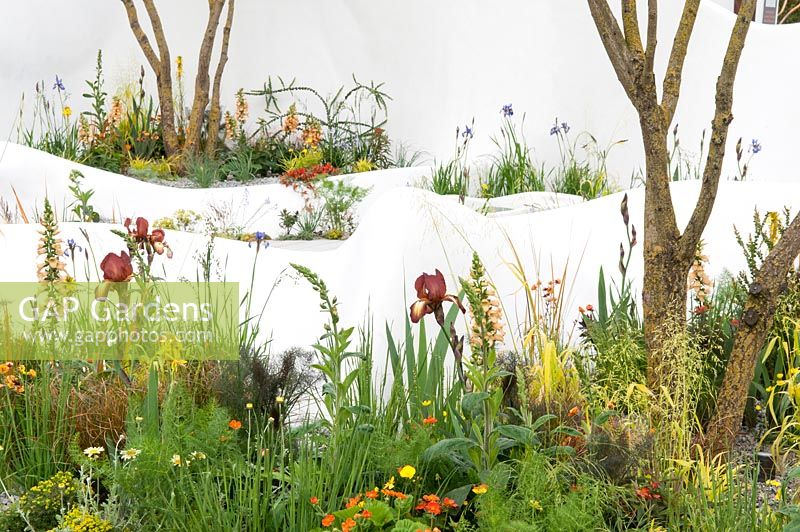 The Pure Land Foundation Garden. RHS Chelsea Flower Show 2015. Garden with flowing white walls surrounded by Iris germanica 'Kent Pride', Digitalis 'Illumination Apricot, Geum 'Lady Stratheden', Asphodeline lutea, Briza media 'Limouzi' and stems of Koelreuteria paniculata 