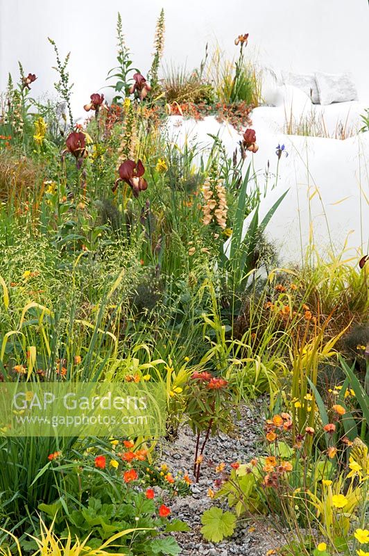 The Pure Land Foundation Garden, RHS Chelsea Flower Show 2015. Garden with flowing white walls surrounded by Iris germanica 'Kent Pride', Digitalis 'Illumination Apricot, Geum 'Lady Stratheden' Asphodeline lutea and Briza media 'Limouzi'