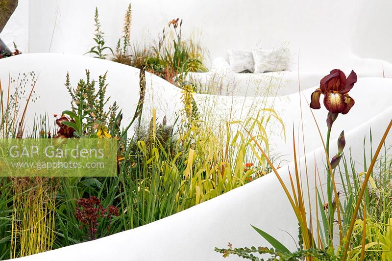 The Pure Land Foundation Garden a modern take on traditional Chinese garden with flowing white walls surrounded by Iris germanica 'Kent Pride', Digitalis 'Illumination Apricot, Geum 'Lady Stratheden', Asphodeline lutea, and Briza media 'Limouzi'. RHS CHelsea Flower Show 2015