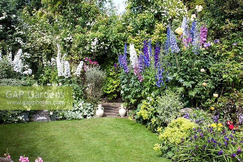 Cottage garden open for The National Gardens Scheme, filled with Delphiniums, Roses and colourful summer bedding. The Paddocks, Wendover. 
