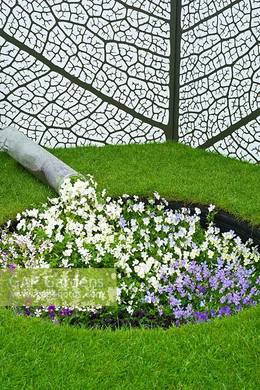 Bed of Violas. The Fragrance Garden from Harrods. 