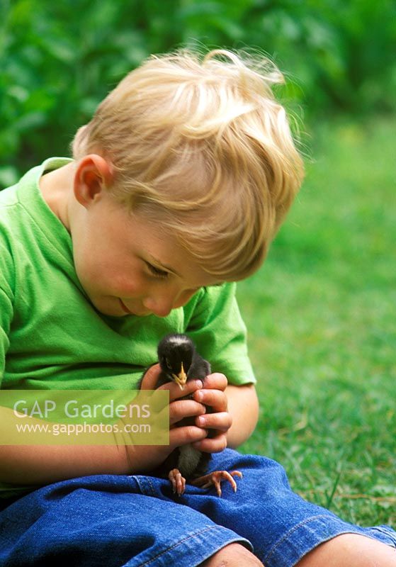 Child handling young chick in kitchen garden