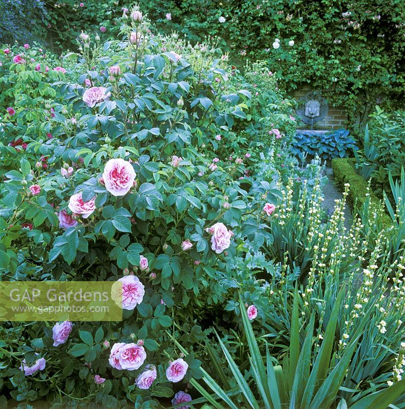 View to fountain in Secret Garden. Rosa 'Konigin von Danemark' - Queen of Denmark and Sisyrinchium striatum
