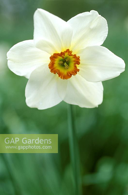 Narcissus 'Queen of Narcissi', Div 9, poeticus, pheasant's eye