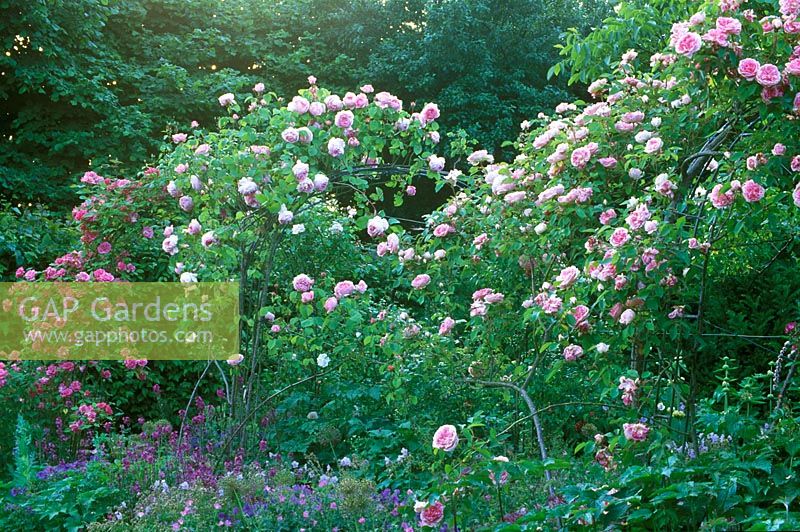 View of rose pergola. From front: R. 'Blairii Number Two', R. Austance Constance Spry, R. 'Zephirine Drouhin'