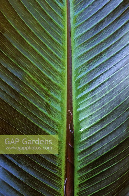 Detail of underside of banana Ensete ventricosum 'Maurelii' with new leaf unfurling in front of midrib