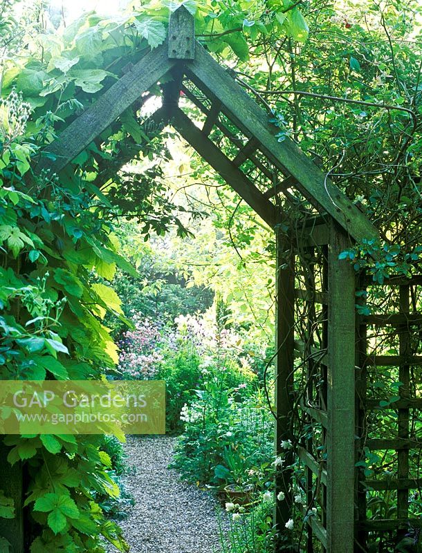 Archway thru trellis fence looking to cottage. Golden hop  Humulus lupulus 'Aureus'' and white double form aquilegias in f'grd