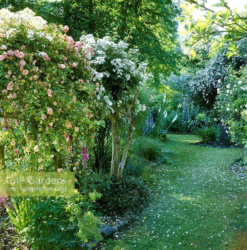 Country garden with mown grass path. Rosa 'Paul Transon' and Rosa 'Francis E. Lester'  in foreground, Rosa 'Felicite Perpetue' in tree. Foxgloves  and Thalictrum under