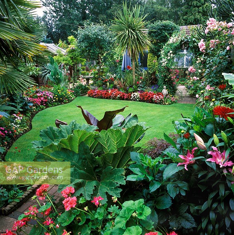 View of garden with Gunnera manicata, Canna, pelargoniums and lilies. Cordyline with aeoniums and begonias at back