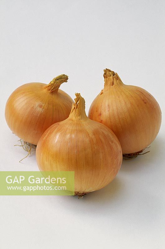 Onion 'Sherpa' against white background 