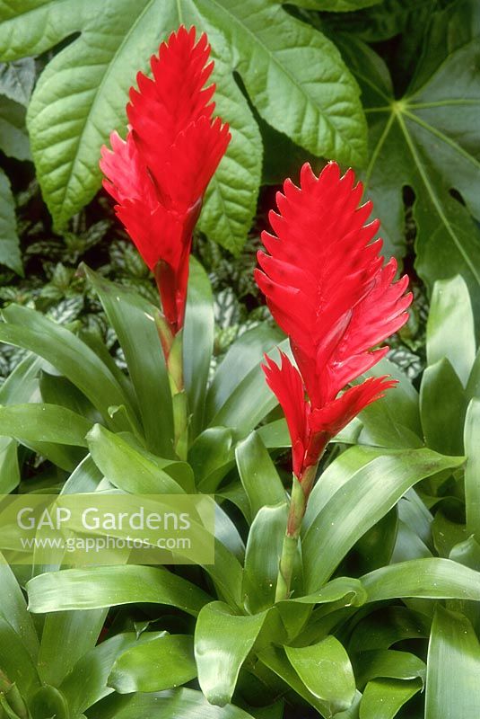 Vriesea - close up red flower