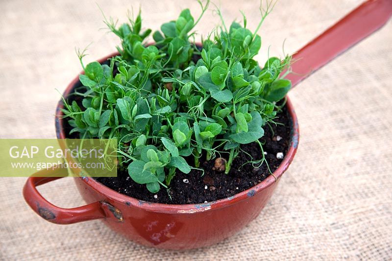Micro greens - pea shoots Pisum sativum 'Style'