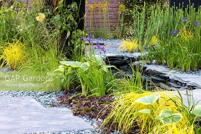 Combination of slate pavement, and gravel with planting including Hosta 'Frances Williams' , Carex elata 'Aurea' - Bowles' golden sedge, Iris sibirica and Ajuga reptans. The  Great Chelsea Garden Challenge. RHS Chelsea Flower Show, 2015. 