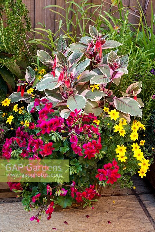 Container of annual bedding including ivy-leaf pelargonium, Bidens and variegated Fuchsia triphylla 'Firecracker'. Rosemary to either side - Rosmarinus officinalis. All plants in pots.