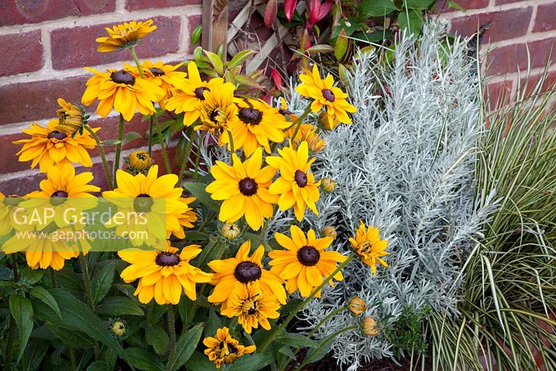 Coneflower - Rudbeckia Dublin with foliage of curry plant - Helichrysum and Carex oshimensis 'Evergold'