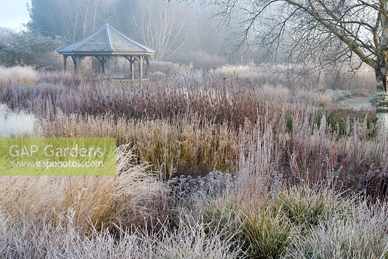 View across perennial meadow - prairie planting, on frosty morning. Planiting includes, Sesleria nitida,  Astilbe chinensis var. taquetii 'Purpurlanze' with Veronicastrum. Grasses include Deschampsia cespitosa 'Goldschleier'  and Deschampsia 'Goldtau'