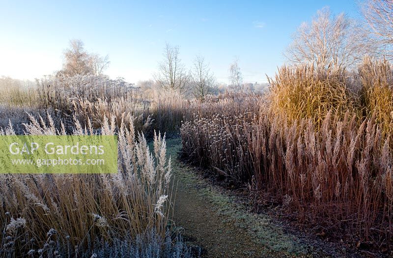 Pathway through prairie planting on frosty winter sunrise. Planting includes,  Calamagrostis brachytricha, frosted seedheads of Persicaria polymorpha at back, Echinacea purpurea 'Rubinstern', Astilbe chinensis var. taquetii 'Purpurlanze', 