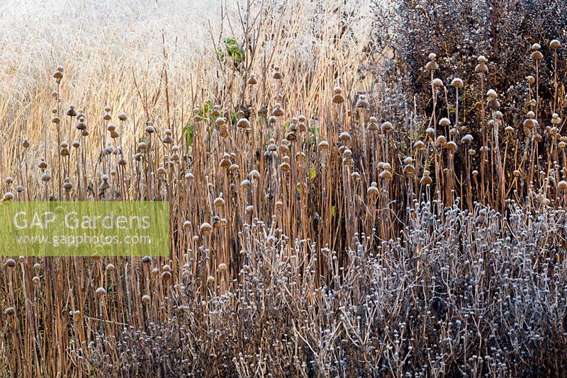 Frosted prairie planting. Seedheads of Asters and Echinacea backed by Deschampsia cespitosa 'Goldschleier'  syn. D. cespitosa 'Golden Veil'