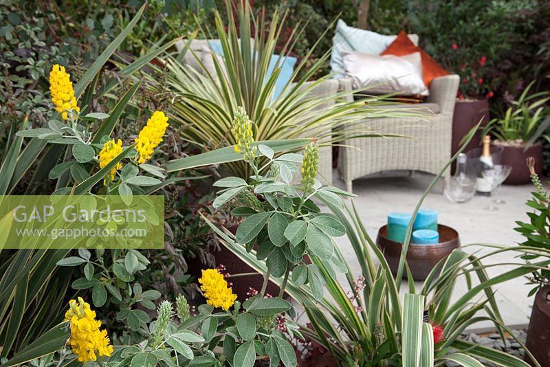 Argyrocytisus battandiesi 'Yellow Tail', pineapple broom - Hillier Nurseries: Crossing Continents, Australasia, RHS Chelsea Flower Show, 2015
 