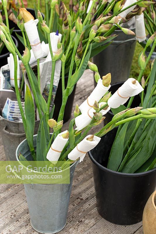 Cedric Morris irises wrapped in kitchen roll to prevent premature flowering in florists' long tom style buckets. Designer, plant hunter: Sarah Cook, RHS Chelsea Flower Show, 2015